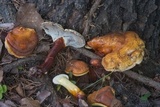 Ganoderma curtisii image