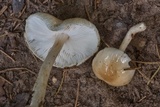 Limacella illinita image