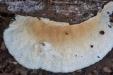 Climacodon pulcherrimus image