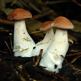 Rhodocybe gemina image