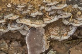 Gloeoporus dichrous image