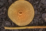 Xeromphalina tenuipes image