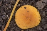 Xeromphalina tenuipes image