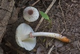Leucoagaricus americanus image