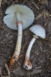 Leucoagaricus americanus image