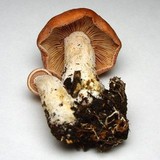 Rhodocybe gemina image