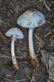 Leucoagaricus americanus image