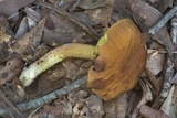 Leccinum rubropunctum image