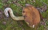 Leccinum rubropunctum image