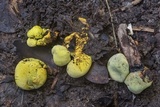 Entonaema liquescens image