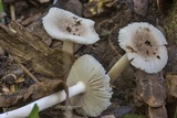 Amanita farinosa image