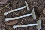 Amanita farinosa image