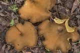 Boletinellus merulioides image