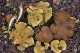Boletinellus merulioides image