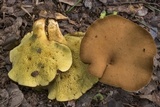Boletinellus merulioides image