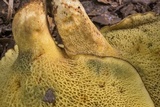 Boletinellus merulioides image
