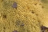 Boletinellus merulioides image