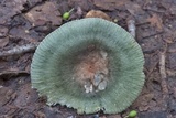 Russula aeruginea image