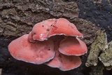 Phlebia incarnata image