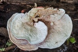 Phlebia incarnata image