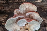Phlebia incarnata image