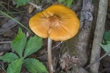 Oudemansiella incognita image