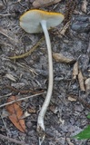 Oudemansiella incognita image