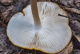 Oudemansiella incognita image