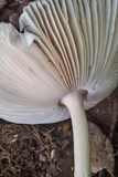 Amanita sect. Vaginatae image