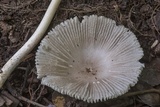 Amanita sect. Vaginatae image