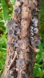 Resupinatus applicatus image