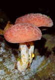 Rhodotus palmatus image