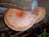Rhodotus palmatus image