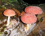 Rhodotus palmatus image