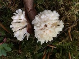 Tremellodendron schweinitzii image