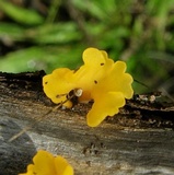 Dacryopinax spathularia image