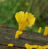 Dacryopinax spathularia image