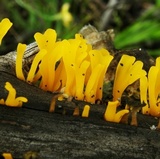 Dacryopinax spathularia image