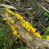 Dacryopinax spathularia image