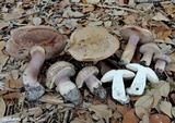 Tylopilus violatinctus image