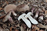 Tylopilus violatinctus image