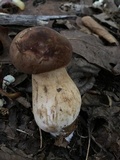 Tylopilus ferrugineus image