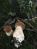 Tylopilus ferrugineus image