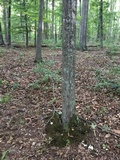 Tylopilus ferrugineus image