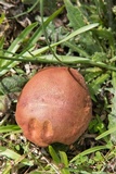 Boletus patrioticus image