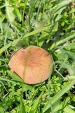 Boletus patrioticus image