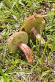 Boletus patrioticus image