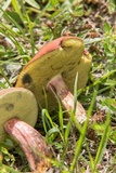 Boletus patrioticus image