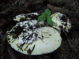 Amanita vernicoccora image