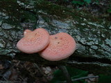 Rhodotus palmatus image
